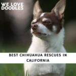 Chihuahua Rescues in California