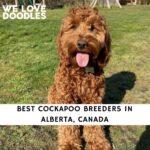 Cockapoo Breeders in Alberta
