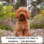 Cockapoo-Puppies-For-Sale-In-Louisiana-–-Top-Breeders-template