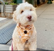 Conclusion For The Best Doodle Rescues in Pennsylvania