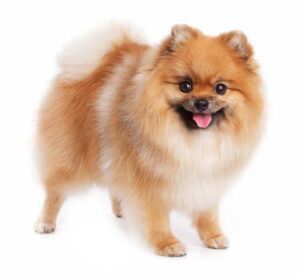 Conclusion For The "Best Pomeranian Breeders in Wisconsin"