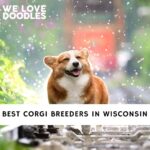 Corgi Breeders in Wisconsin