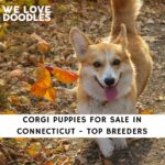 Corgi Puppies For Sale in Connecticut
