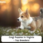 Corgi-Puppies-In-Virginia-Top-Breeders-template