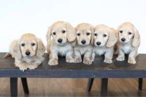 DK's Dachshunds
