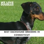 Dachshund Breeders in Connecticut