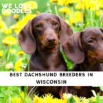 Dachshund Breeders in Wisconsin