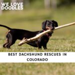 Dachshund Rescues in Colorado