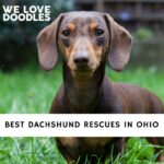 Dachshund Rescues in Ohio