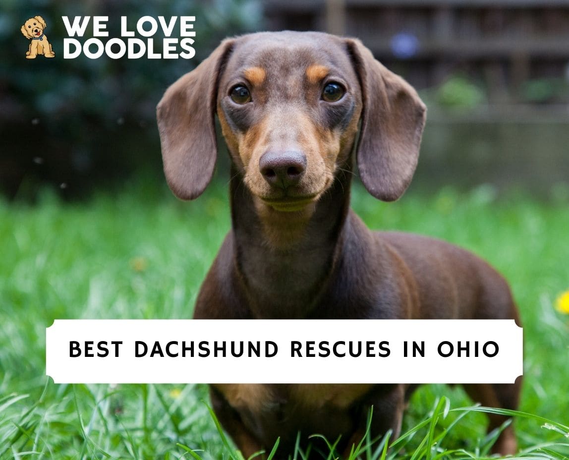 5 Best Dachshund Rescues In Ohio 2023 We Love Doodles