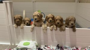 Daisy’s Delightful Doodles AZ