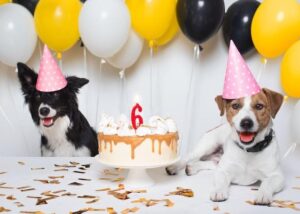 Dog Birthday Captions for Social Media