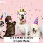 Dog-Birthday-Captions-for-Social-Media-template
