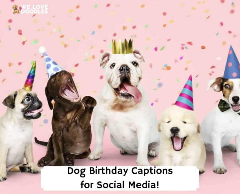 Dog-Birthday-Captions-for-Social-Media-template