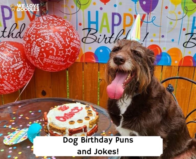 best-48-dog-birthday-puns-and-jokes