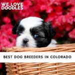 Dog Breeders in Colorado