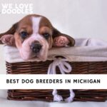 Dog Breeders in Michigan