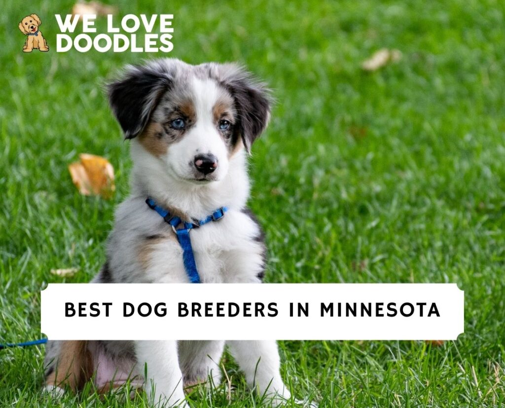 11 Best Dog Breeders in Minnesota! (2024) We Love Doodles