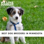 Dog Breeders in Minnesota