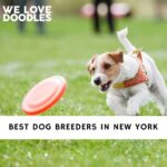 Dog Breeders in New York