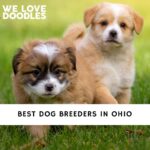 Dog Breeders in Ohio