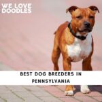 Dog Breeders in Pennsylvania