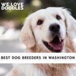 Dog Breeders in Washington
