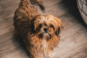 Dog Breeding Shih Tzu
