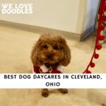 Dog Daycares in Cleveland, Ohio