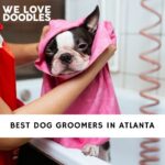 Dog Groomers in Atlanta