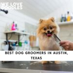 Dog Groomers in Austin Texas