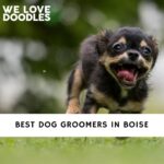 Dog Groomers in Boise