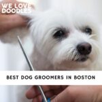 Dog Groomers in Boston