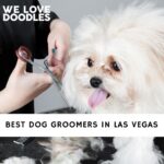 Dog Groomers in Las Vegas
