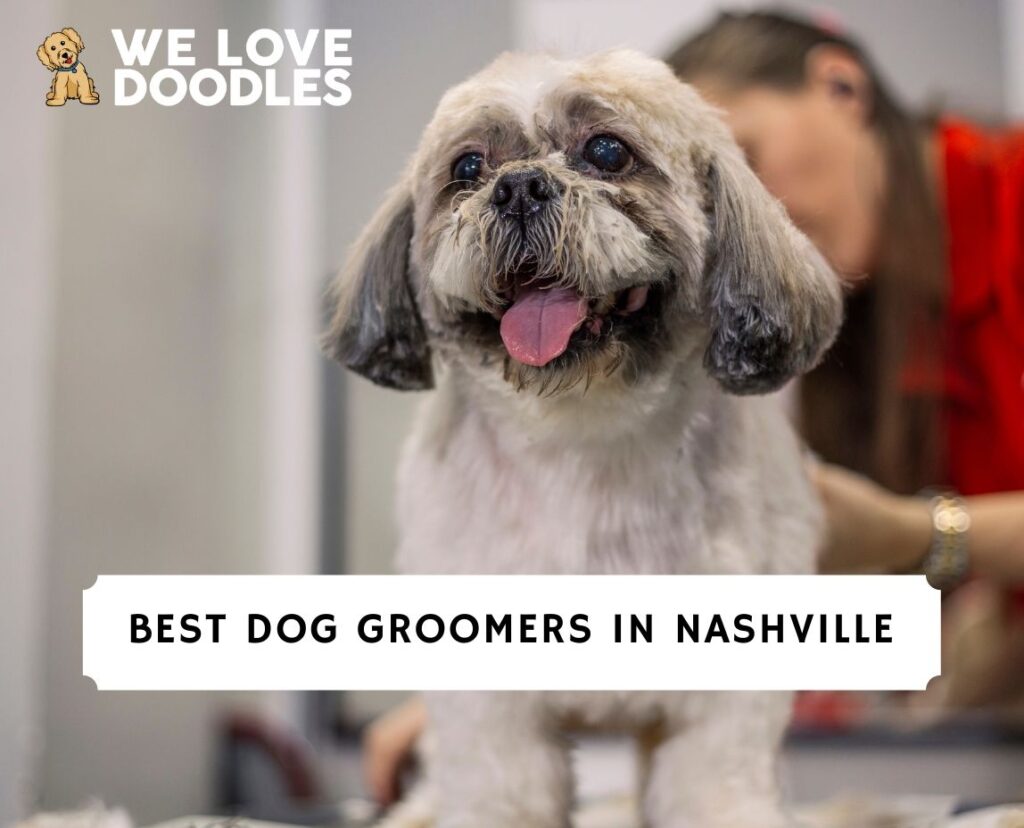 6 Best Dog Groomers in Nashville!