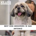 Dog Groomers in San Antonio