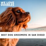 Dog Groomers in San Diego