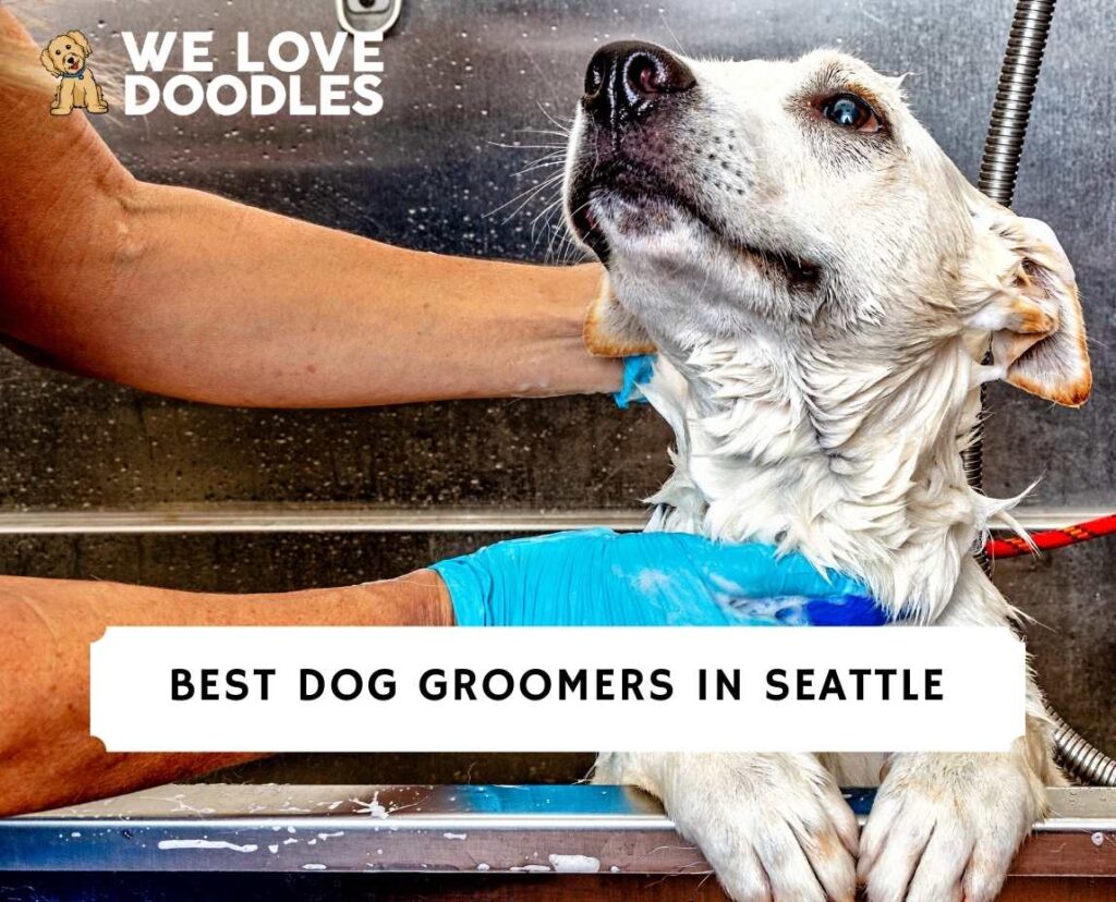 7 Best Dog Groomers in Seattle!