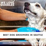 Dog Groomers in Seattle