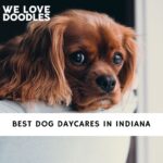 Dog Rescues in Indiana
