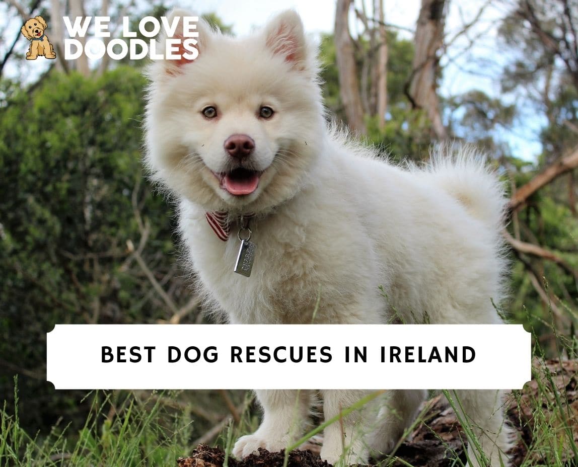 Dog Rescue Ireland – adopt a dog – WSEAB