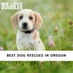 Dog Rescues in Oregon