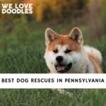Dog Rescues in Pennsylvania