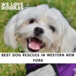Dog Rescues in Western New York