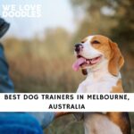 Dog Trainers in Melbourne