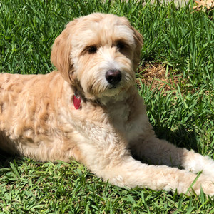 6 Mini Goldendoodle Rescues in the United States! (2024) - We Love Doodles