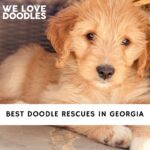 Doodle Rescues in Georgia