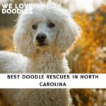 Doodle Rescues in North Carolina