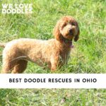 Doodle Rescues in Ohio