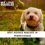 Doodle Rescues in Pennsylvania